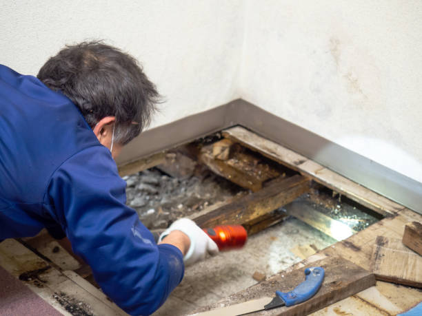 Mold Removal and Inspection in Elkhart, IN