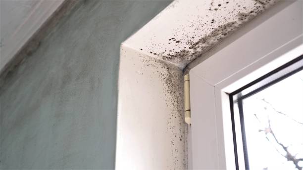 Office Mold Removal Services in Elkhart, IN
