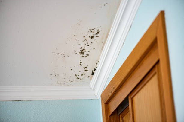 Best Commercial Mold Removal  in Elkhart, IN