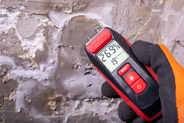 Best Affordable Mold Removal  in Elkhart, IN