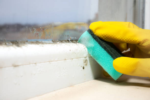 Best Mold Damage Repair  in Elkhart, IN