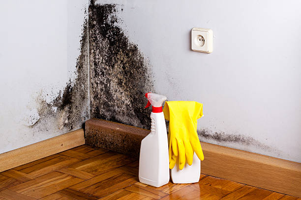 Best Emergency Mold Removal  in Elkhart, IN